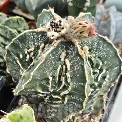 LOT943 10 SEEDS Astrophytum ornatum 'Fukuryu' hybrid 2025