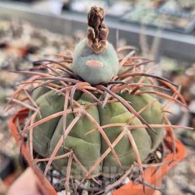 LOT965 20 SEEDS Gymnocalycium spegazzinii PV 2004 -Chorrillos- 2025