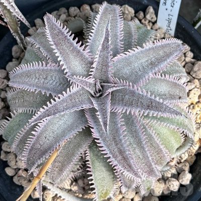 LOT959 10 SEEDS/10 СЕМЕНА  Dyckia 'Pink spine' x 'Wide leaf' harvest 2025