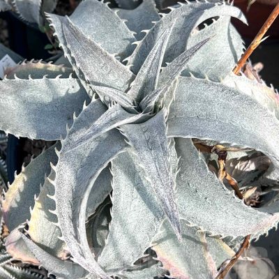 LOT960 10 SEEDS Dyckia 'Baphomet Horns' harvest 2025