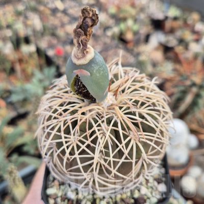 LOT966 20 SEEDS Gymnocalycium spegazzini v. punillense 2025