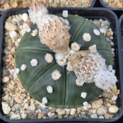 LOT967 10 SEEDS Astrophytum asterias f.nudum 2025