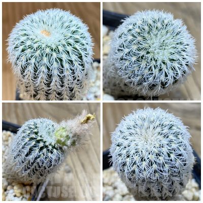 LOT968 20 SEEDS Frailea densispina 2025