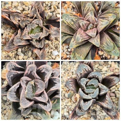 LOT977 10 seeds/10 СЕМЕНА Haworthia truncata x splendens  2025