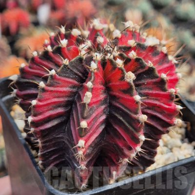 LOT845 20 seeds/20 СЕМЕНА  Gymnocalycium mihanovichii f.variegata NE105 , 2025