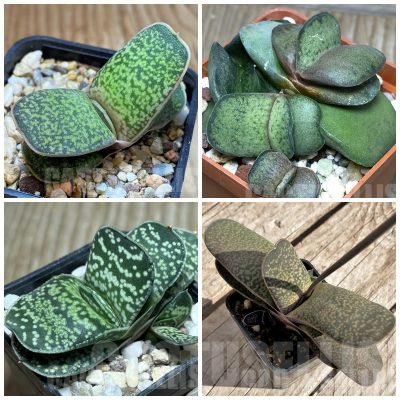 LOT978 10 seeds Gasteria brachyphylla v. bayeri mix hybrid 2025