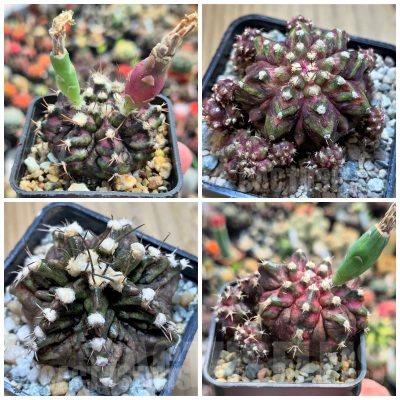 LOT504 20 seeds/20 СЕМЕНА  Gymnocalycium mihanovichii  ‘T-rex’ mix , 2025