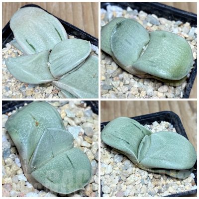 LOT979 10 seeds/10 СЕМЕНА Gasteria ‘Hakugei’ hybrid  harvest 2026