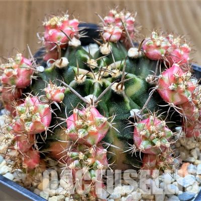 LOT385 20 seeds/20 СЕМЕНА  Gymnocalycium mihanovichii ‘Bubble Gum’ , 2025