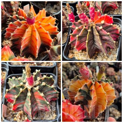 LOT524 20 seeds/20 СЕМЕНА   Gymnocalycium friedrichii f.variegata mix  , 2025