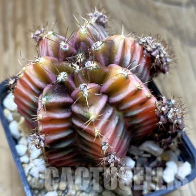 LOT321 20 seeds Gymnocalycium mihanovichii ‘Root Beer’ , 2025