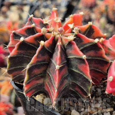LOT989 20 seeds/20 СЕМЕНА  Gymnocalycium friedrichii f.variegata NE54 , 2025