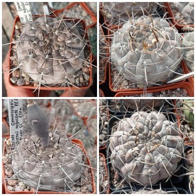 LOT993  20 SEEDS/20 СЕМЕНА  Gymnocalycium borthii v.nogolense VG684  2025