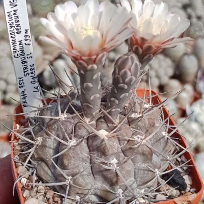 LOT994  20 SEEDS/20 СЕМЕНА  Gymnocalycium striglianum v.aeneum VS843  2025