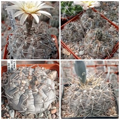 LOT995  20 SEEDS/20 СЕМЕНА  Gymnocalycium borthii v.nogolense vg410/1  2025