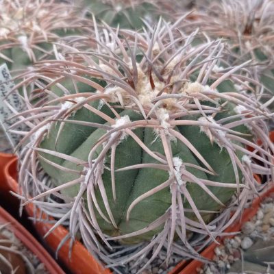 LOT996 20 SEEDS/20 СЕМЕНА Gymnocalycium spegazzinii VS103 harvest 2025