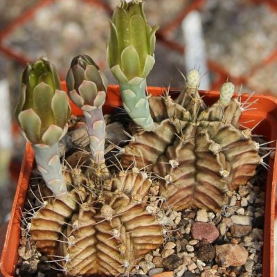 LOT997 20 SEEDS/20 СЕМЕНА Gymnocalycium mihanovichii VoS05-005 harvest 2025