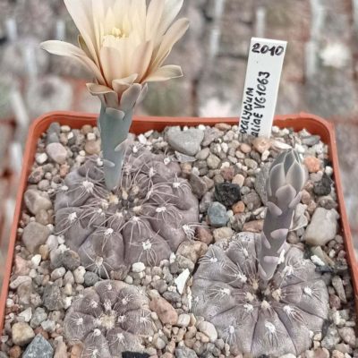 LOT998 20 SEEDS/20 СЕМЕНА Gymnocalycium nataliae VG1063 harvest 2025