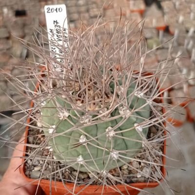 LOT999 20 SEEDS/20 СЕМЕНА Gymnocalycium mazanense VG1037 harvest 2025