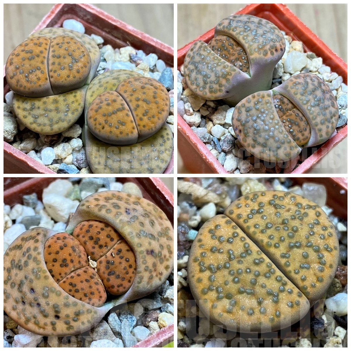 LOT76 50 seeds Lithops fulviceps C412 , harvest 2025