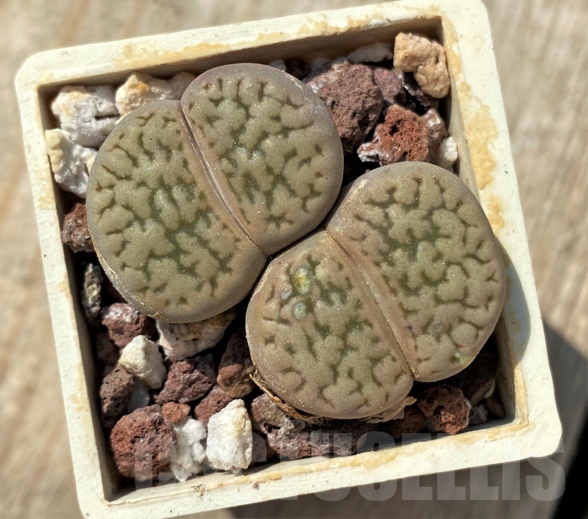 LOT258 20SEEDS Lithops hookeri v. elephina C93, yarvest 2024