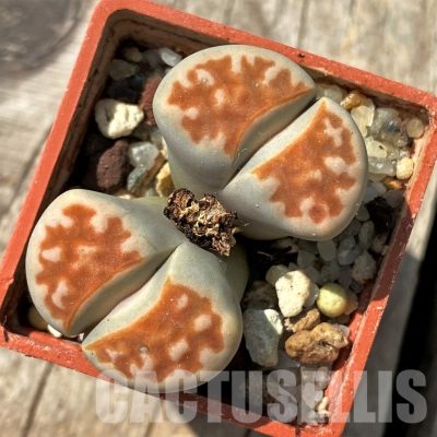 LOT103 50 SEEDS Lithops karasmontana mickbergensis 'Red Top' (Lateritia) 2024