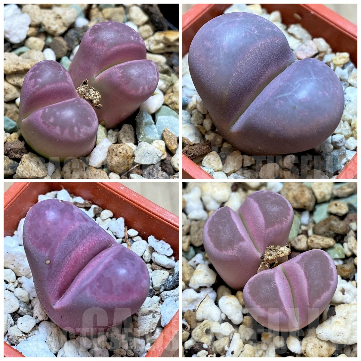 LOT891 10 seeds Lithops optica ‘Rubra’ 2024