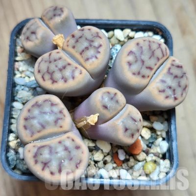 LOT283 50 SEEDS/50 СЕМЕНА  Lithops schwantesii v.kuibisensis  2026