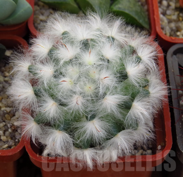VVG15339 Mammillaria bocasana v. multilanata