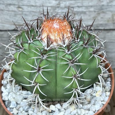 LOT229 50 SEEDS Melocactus matanzanus 2024