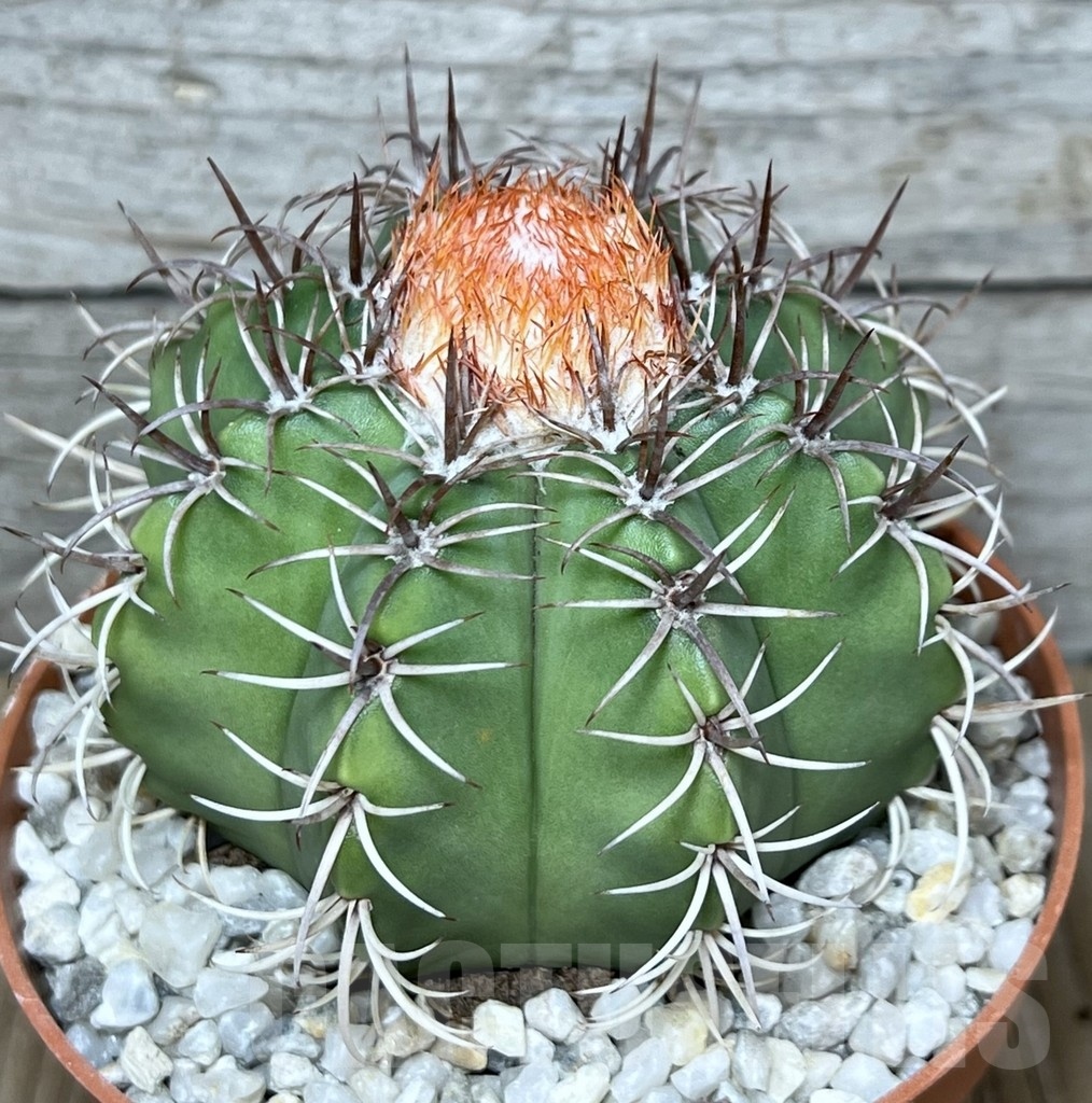 LOT229 50 SEEDS Melocactus matanzanus 2024