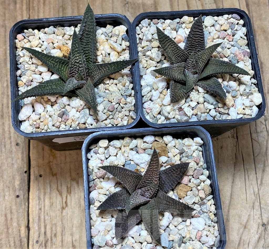 SET193 Haworthia koelmaniorum x limifolia v. striata, 3 plants