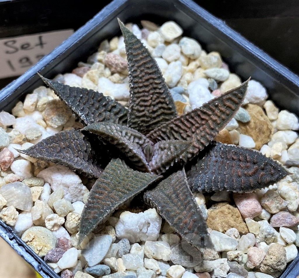 SET193 Haworthia koelmaniorum x limifolia v. striata, 3 plants - Image 2