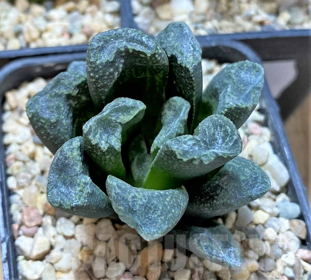 SET197 Haworthia maughanii, 3 plants - Image 2