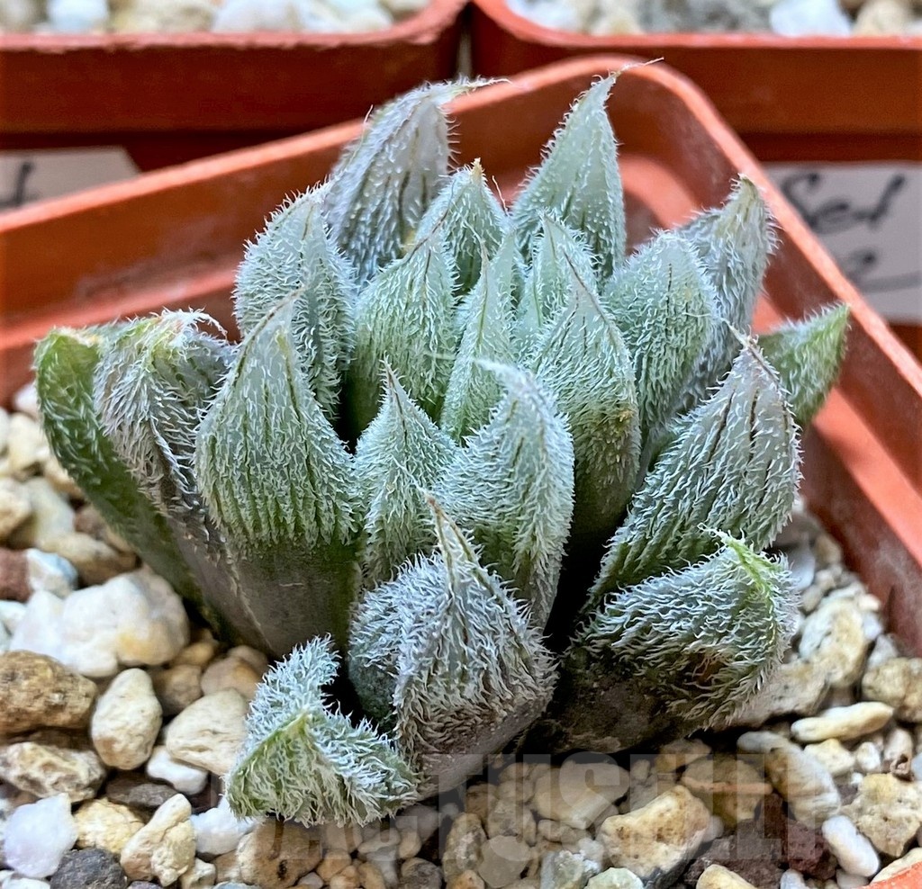 SET202 Haworthia cooperi v. venusta, 3 plants