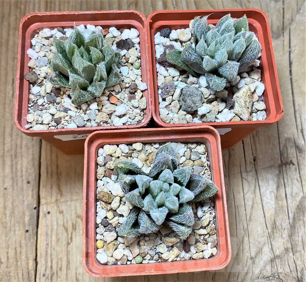 SET202 Haworthia cooperi v. venusta, 3 plants - Image 2