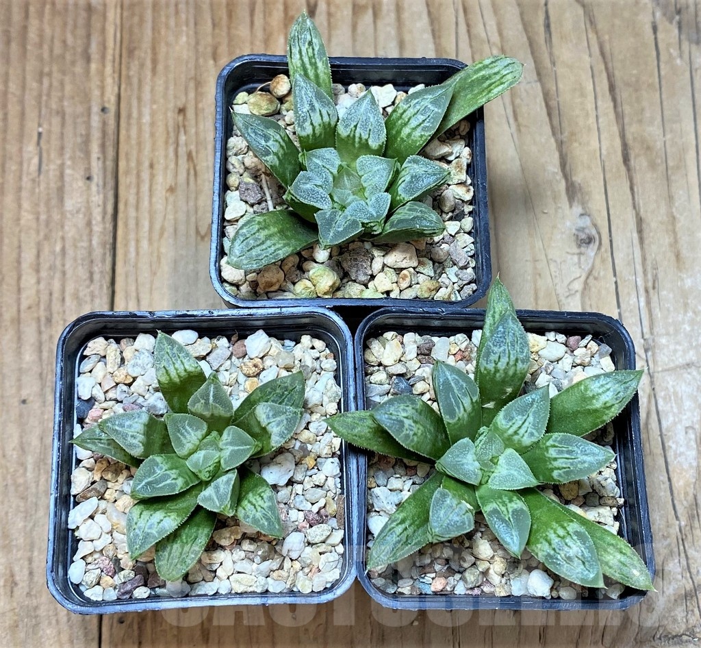 SET206 Haworthia 'Love Heart', 3 plants