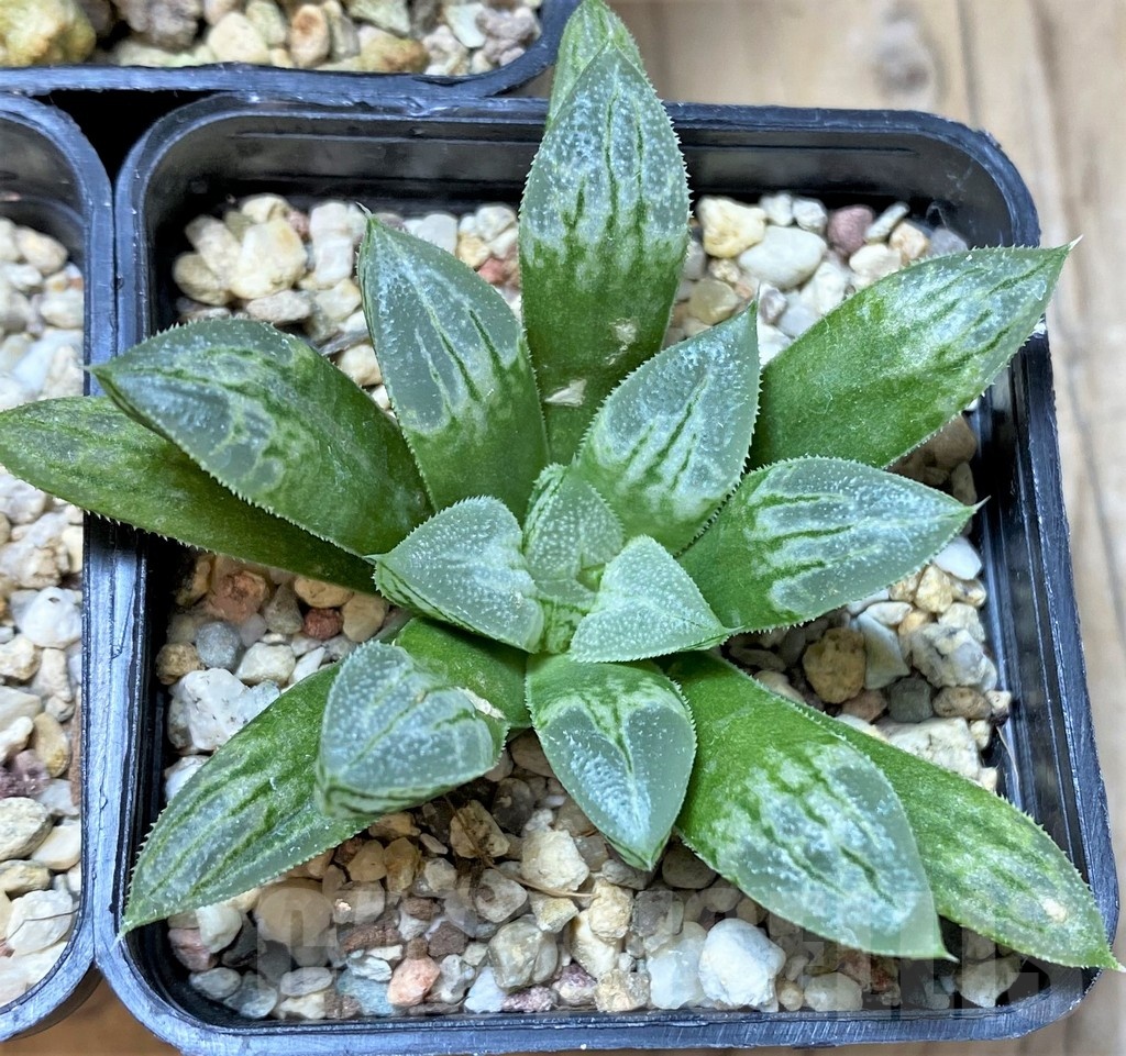 SET206 Haworthia 'Love Heart', 3 plants - Image 2