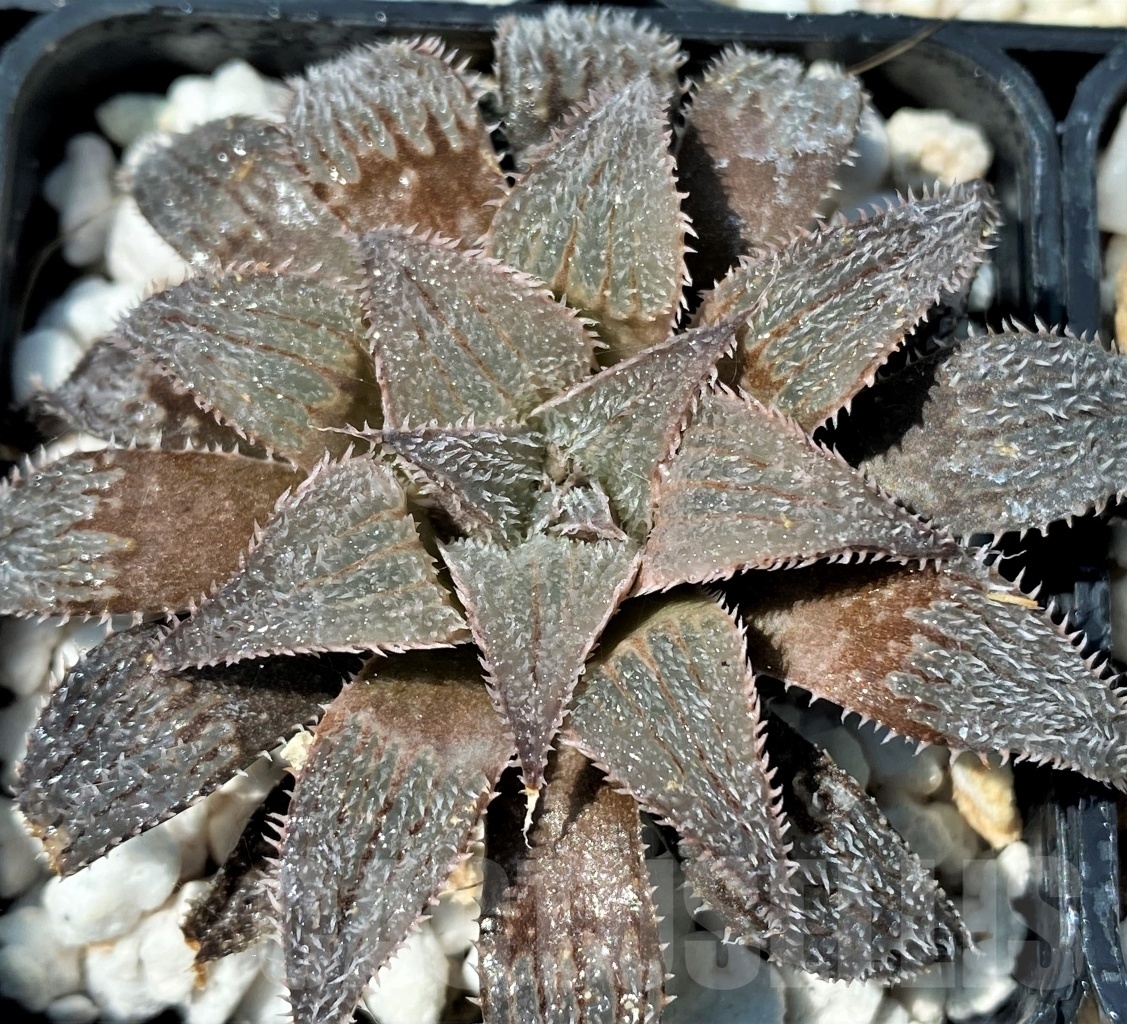 SET254 Haworthia wimii select 10 plants