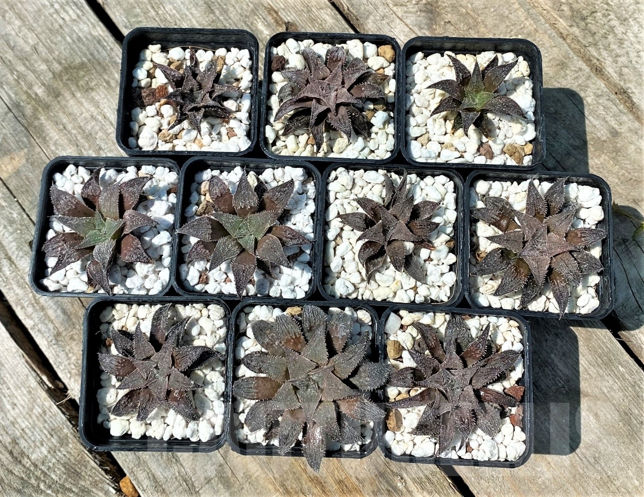 SET254 Haworthia wimii select 10 plants - Image 3