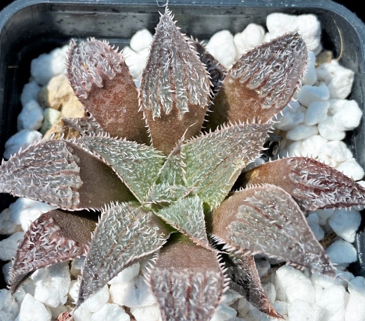 SET254 Haworthia wimii select 10 plants - Image 2