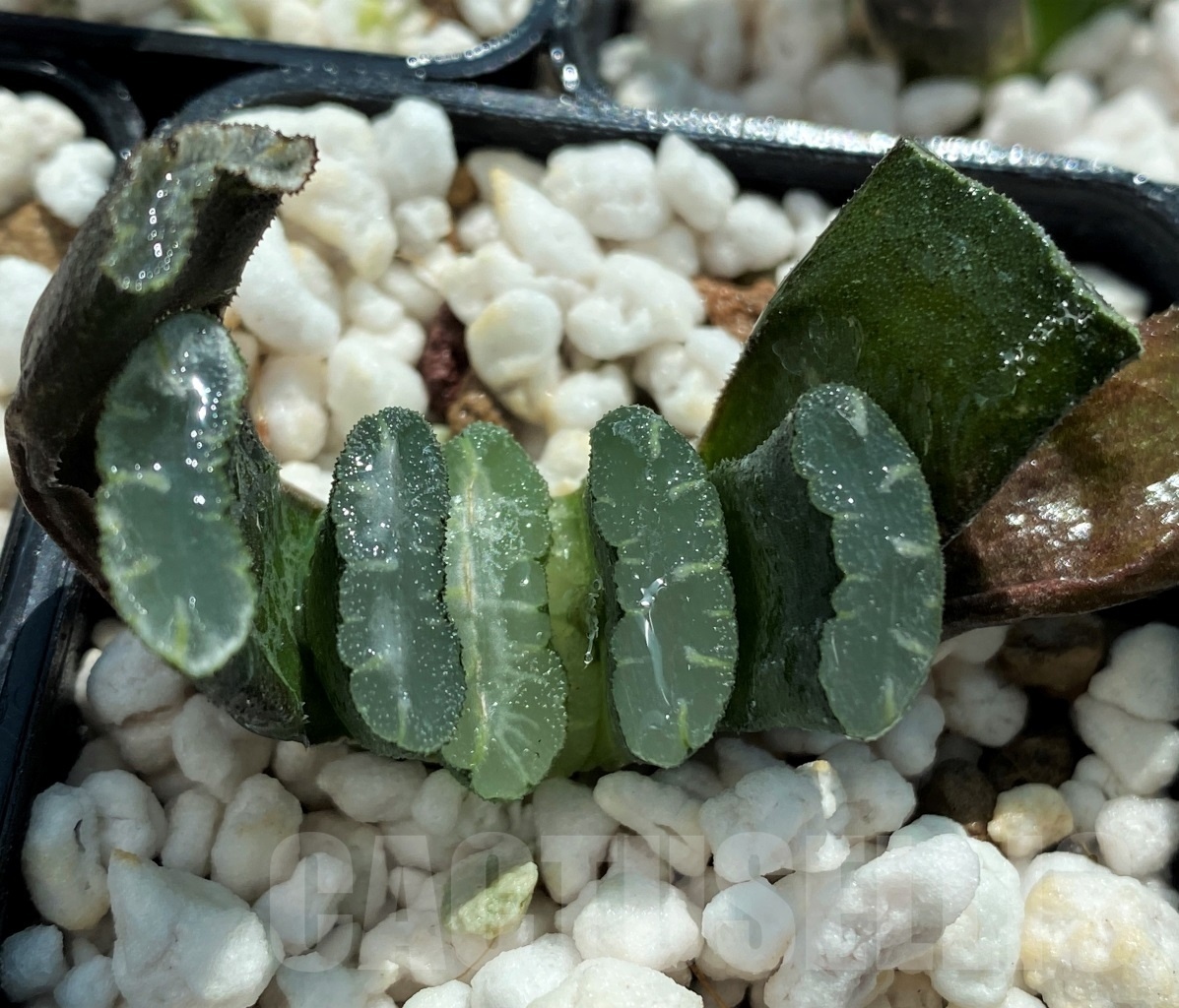 SET255 Haworthia truncata Japan 10 plants