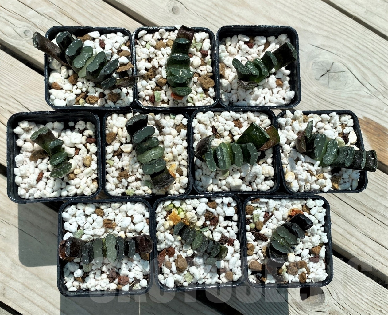 SET255 Haworthia truncata Japan 10 plants - Image 2
