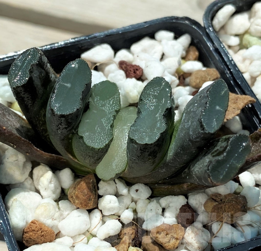 SET255 Haworthia truncata Japan 10 plants - Image 3
