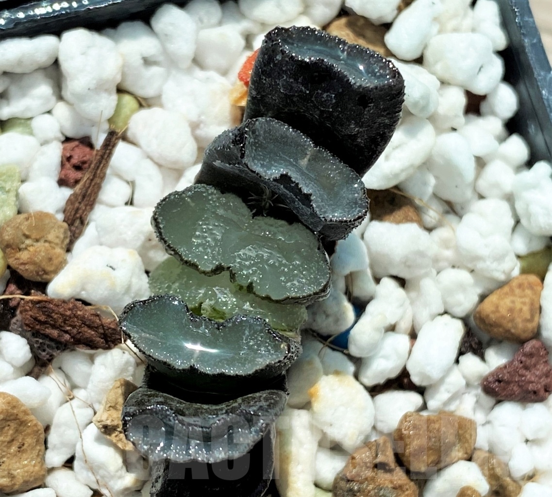 SET255 Haworthia truncata Japan 10 plants - Image 4