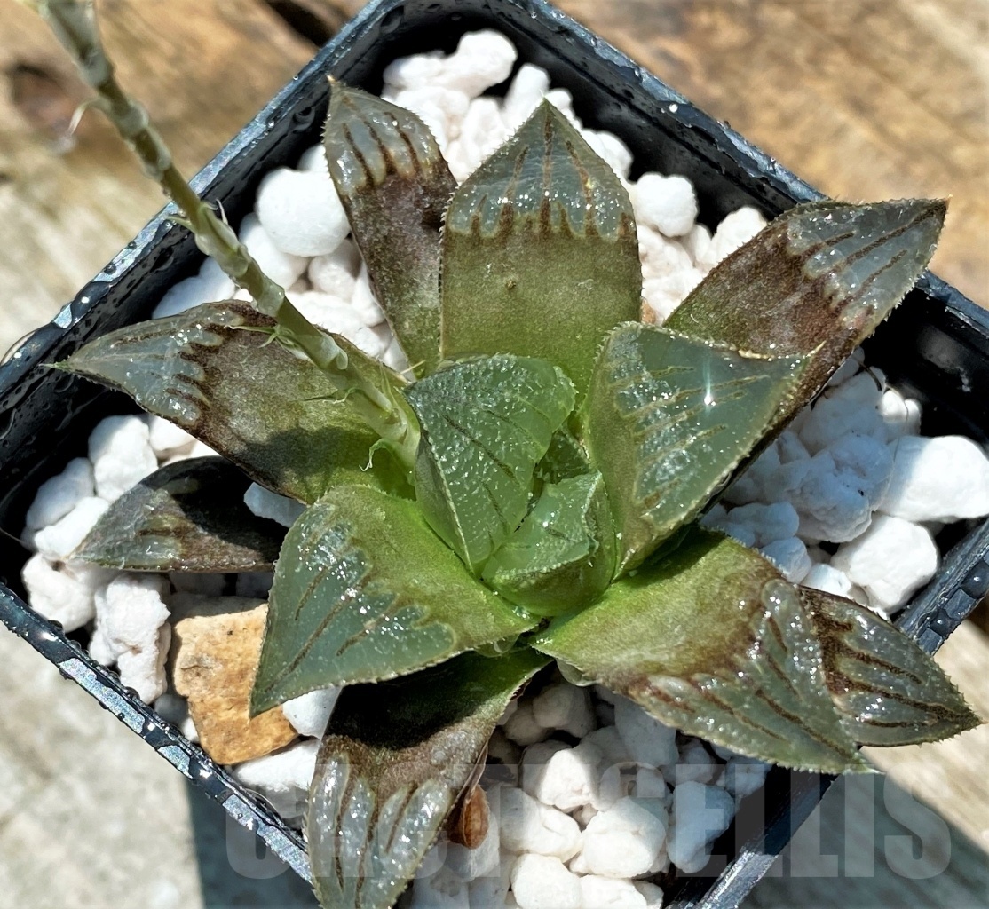 SET256 Haworthia magnifica v. atrofusca hybrid 10 plants