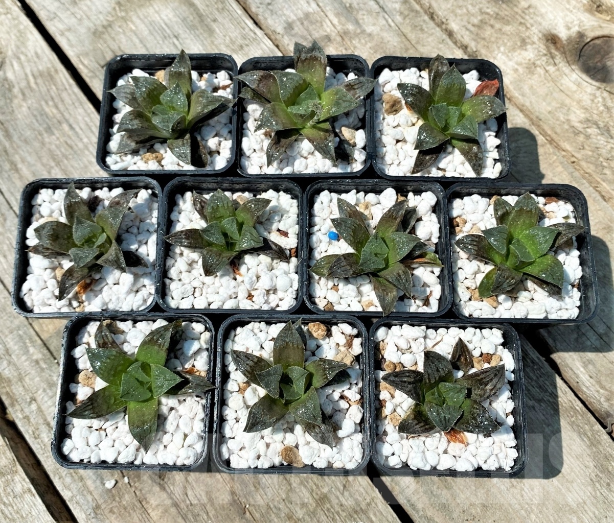 SET256 Haworthia magnifica v. atrofusca hybrid 10 plants - Image 2
