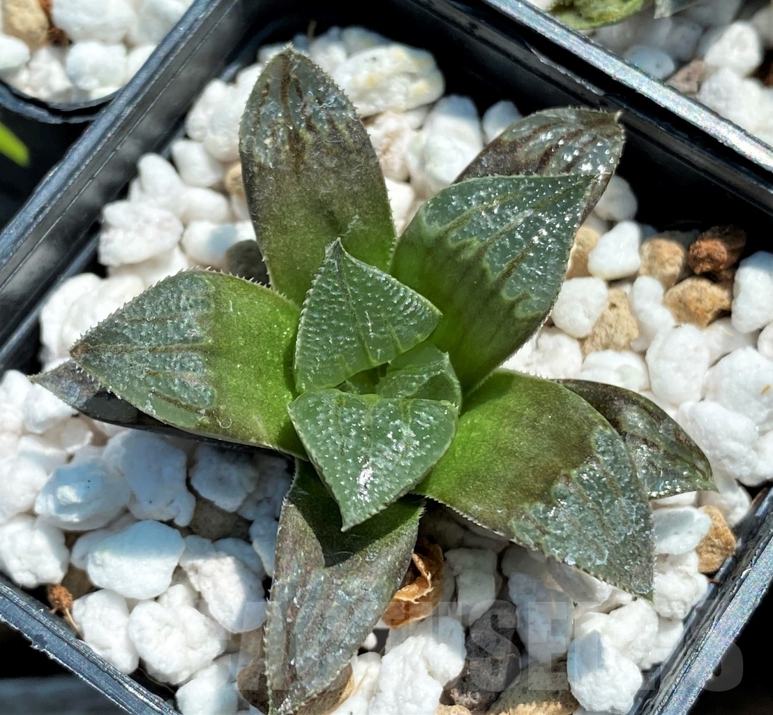 SET256 Haworthia magnifica v. atrofusca hybrid 10 plants - Image 3