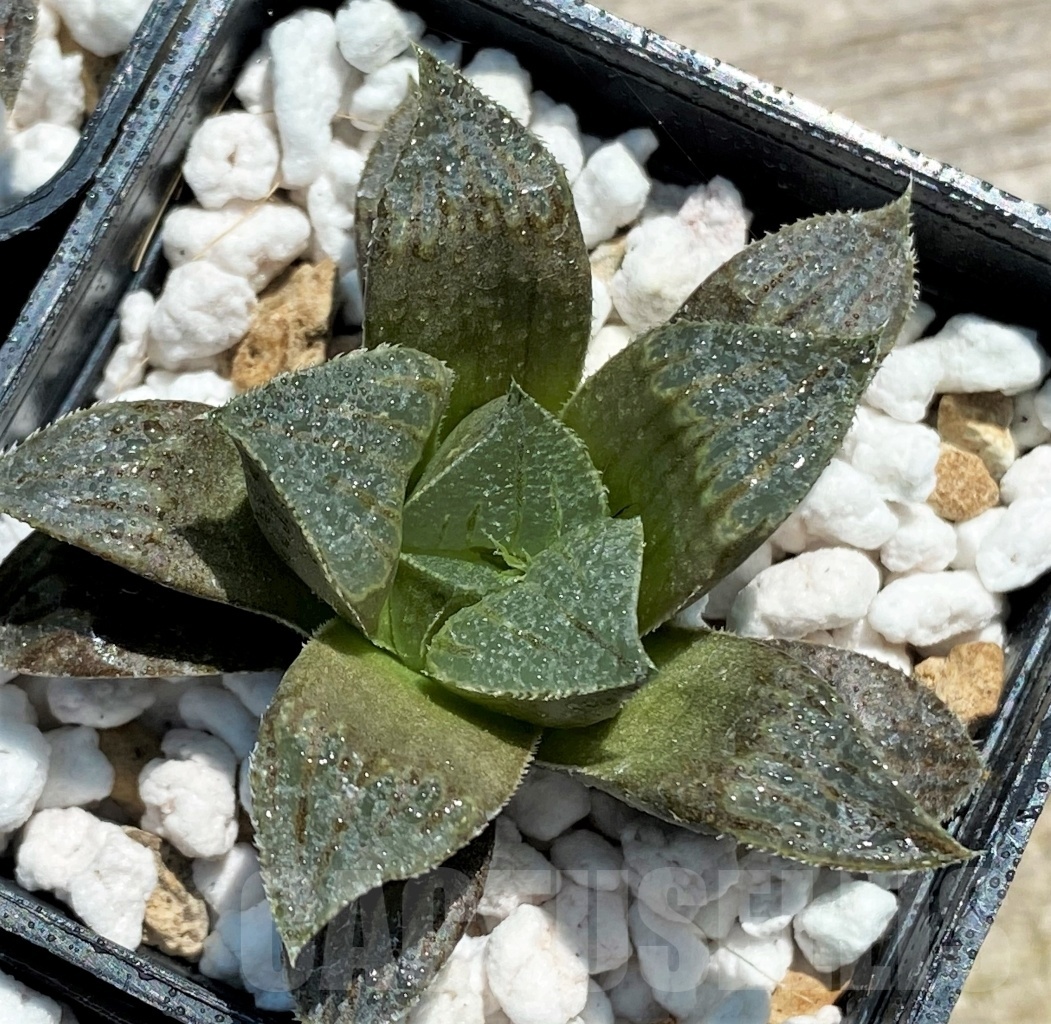 SET256 Haworthia magnifica v. atrofusca hybrid 10 plants - Image 4