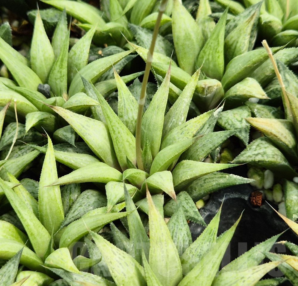 SET257 Haworthia 'Metarica' 10 plants